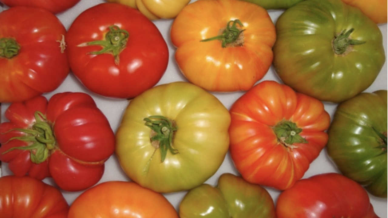 tomato image