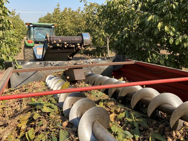 Harvesting walnuts