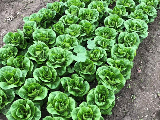 leafy greens SFFS image