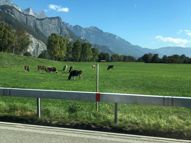 cows in field