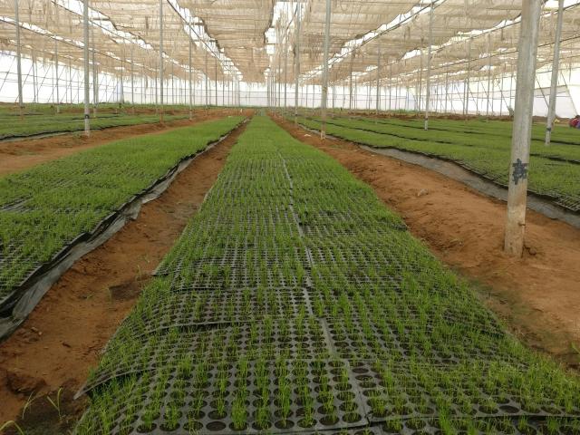 rows small leafy green crop growing in a greenhouse