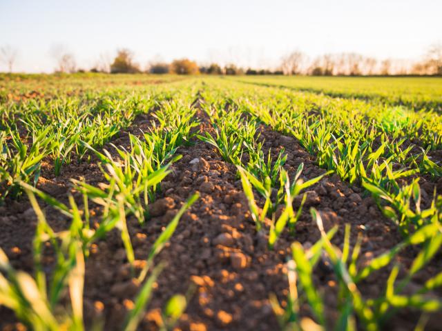 unsplash field sp 