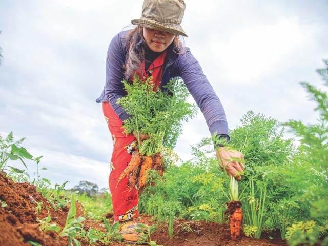 pic of woman harvesting carrots unsplash