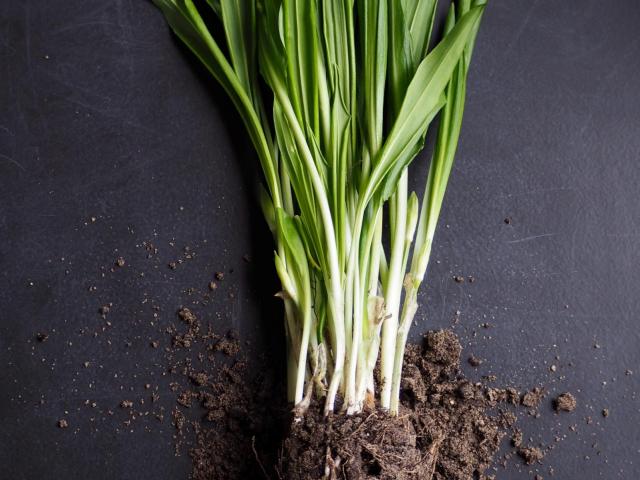 green with roots unsplash