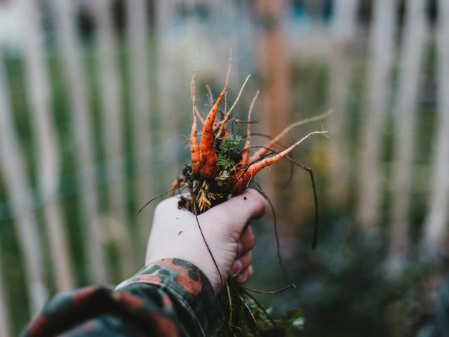 unsplash image carrot harvest