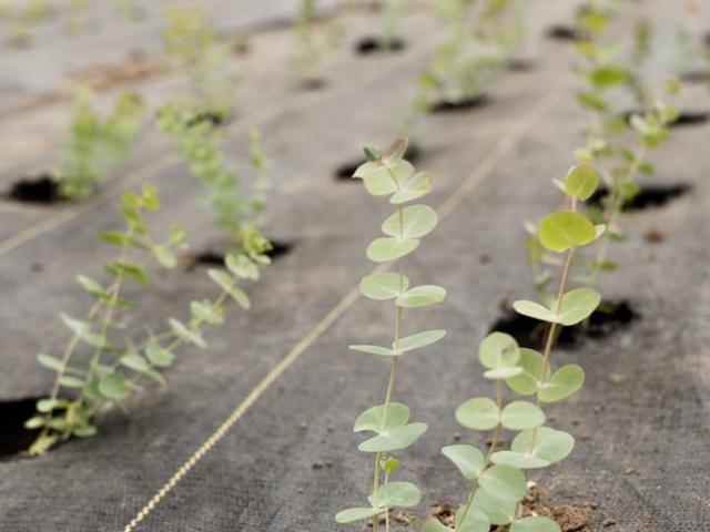 sprouting greens in field unsplash