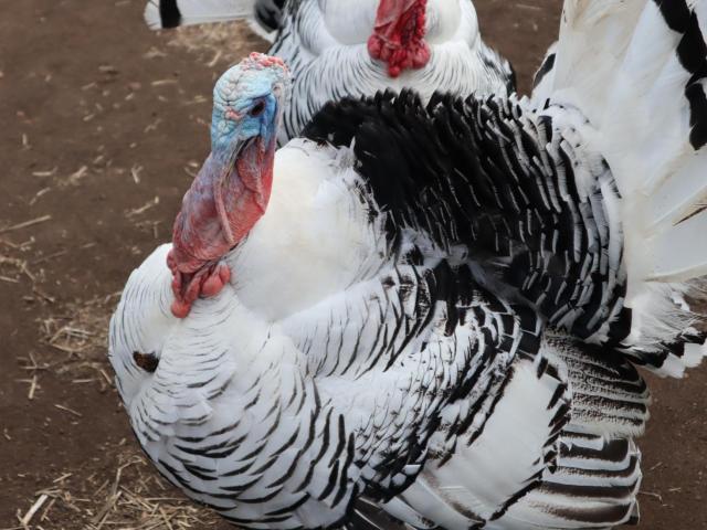 turkeys unsplash