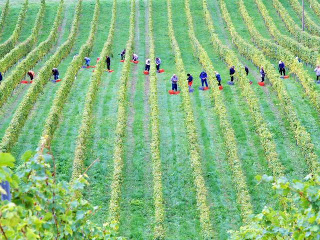 workers in field unsplash