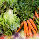 bunches of lettuces and carrots displayed at a California farmer's market on a tablecloth
