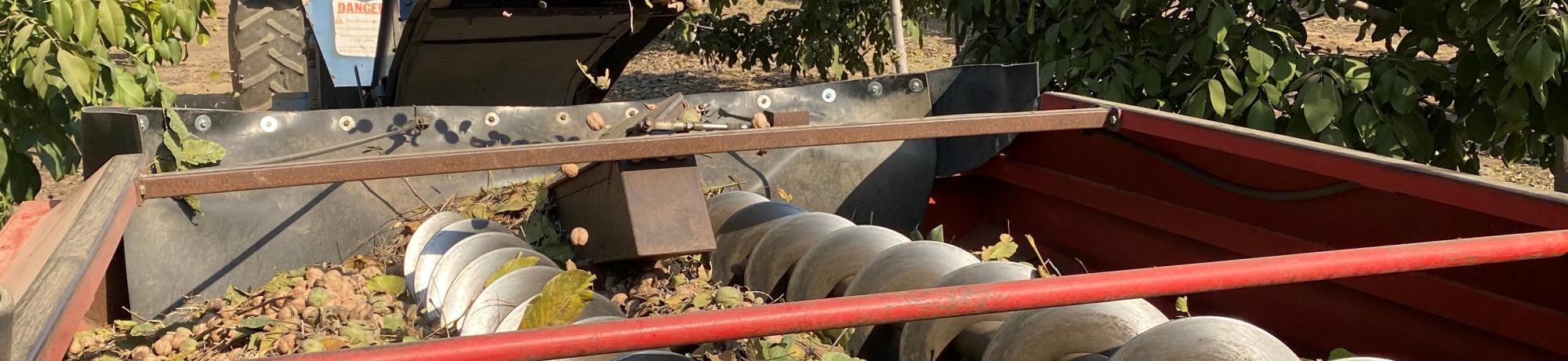 Harvesting walnuts