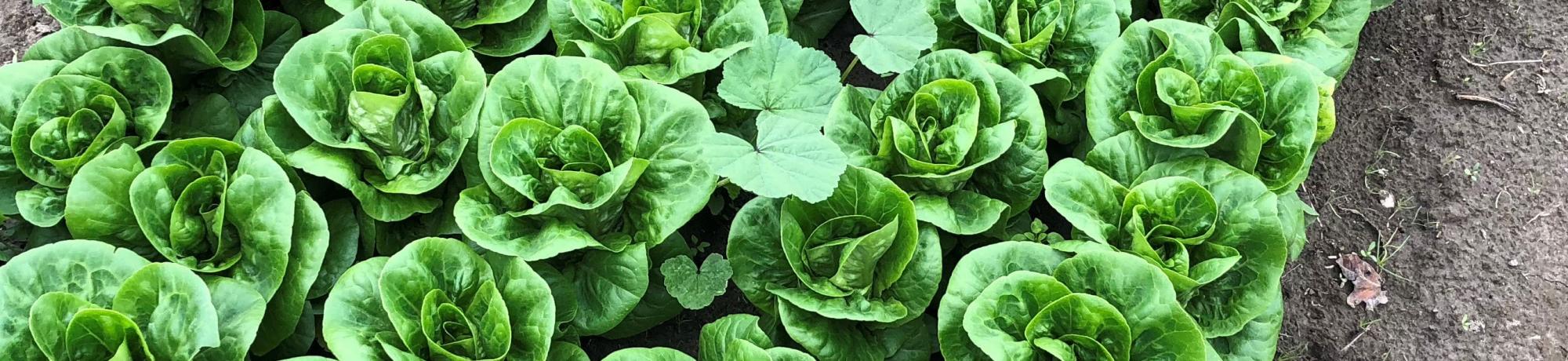 leafy greens SFFS image