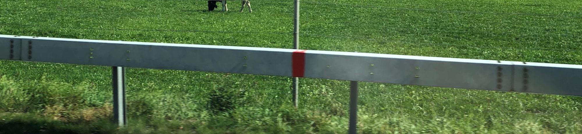 cows in field