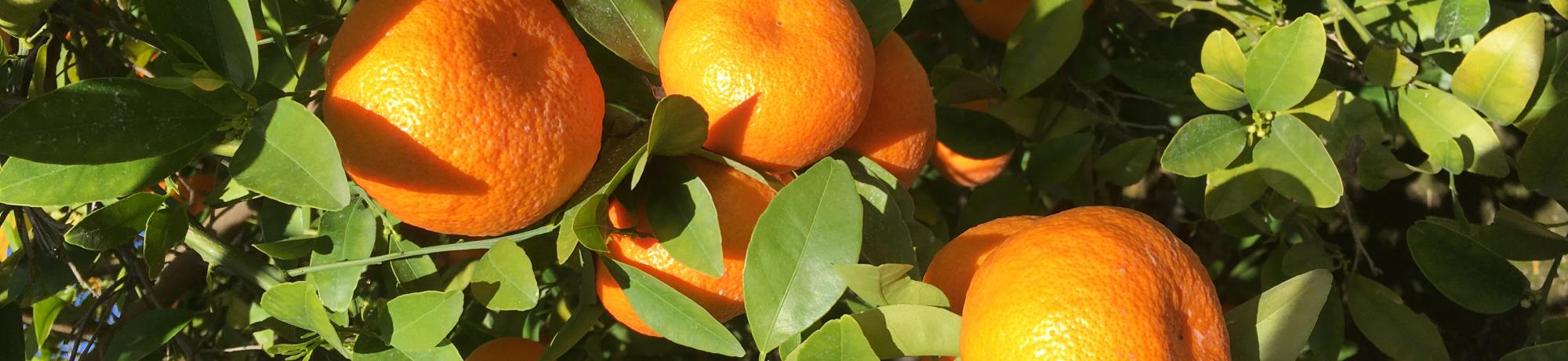 tangerines image SFFS