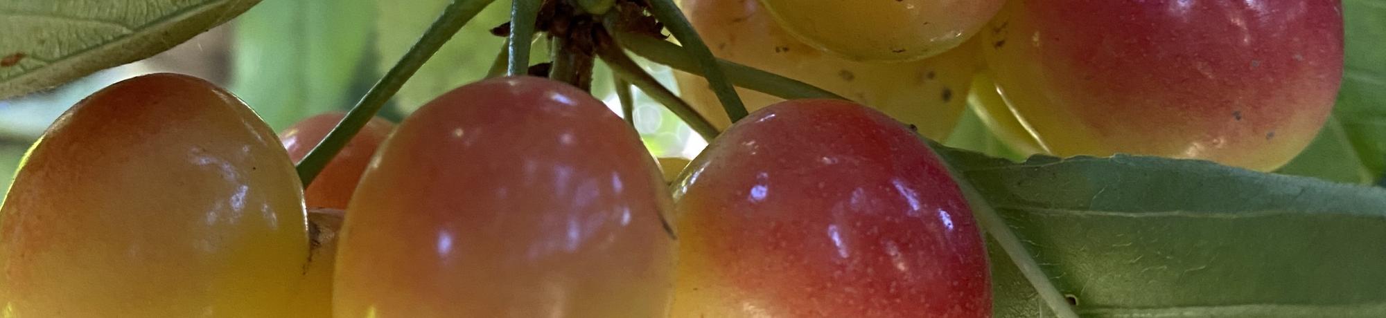 cherries SFFS