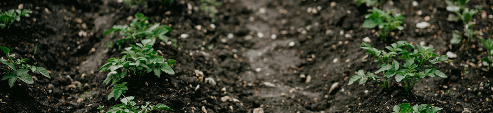 plants growing in rows in a field