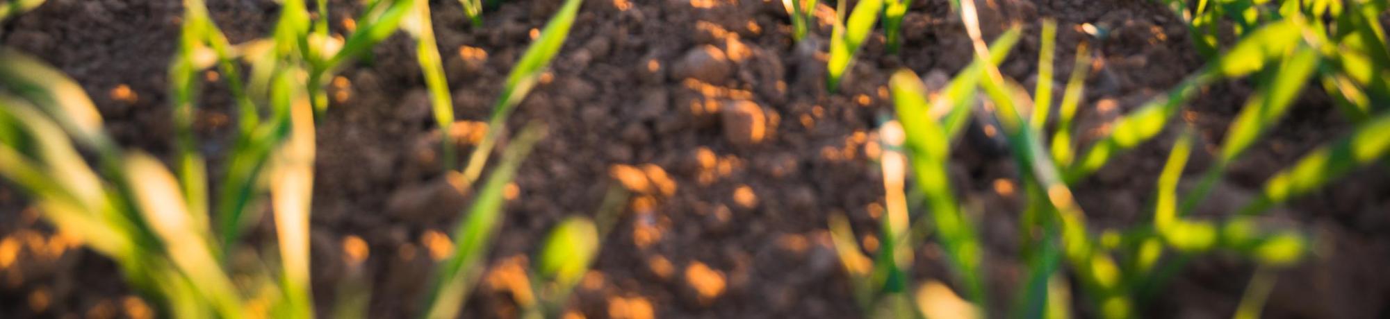 unsplash field sp 