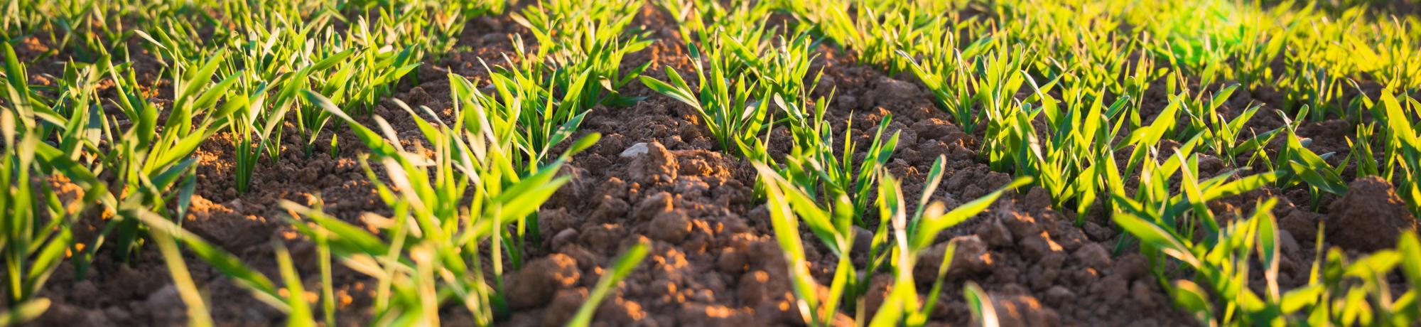 unsplash field sp 