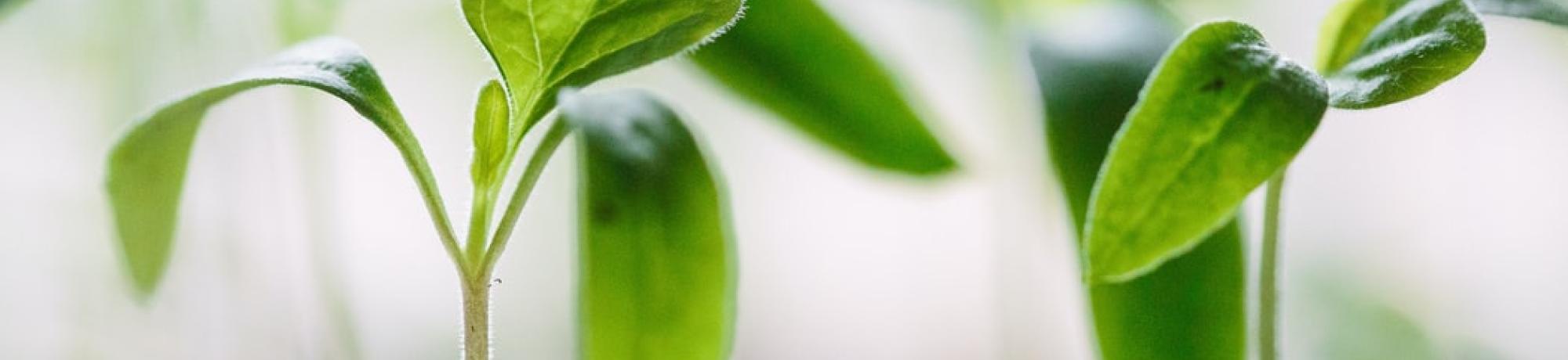 sprouting greens in soil unsplash