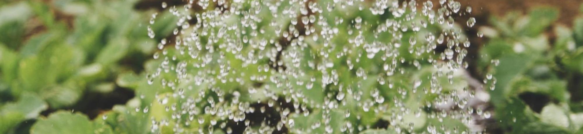 Ag water unsplash
