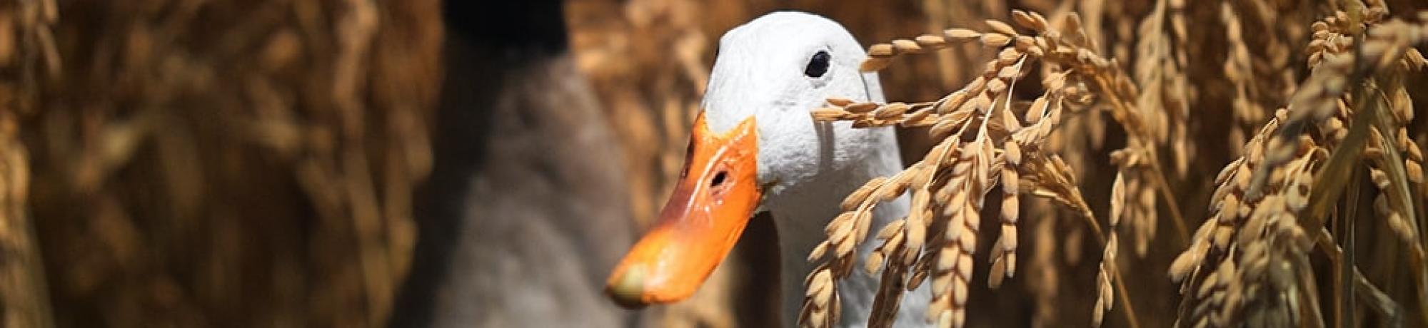 Ducks grass unsplash