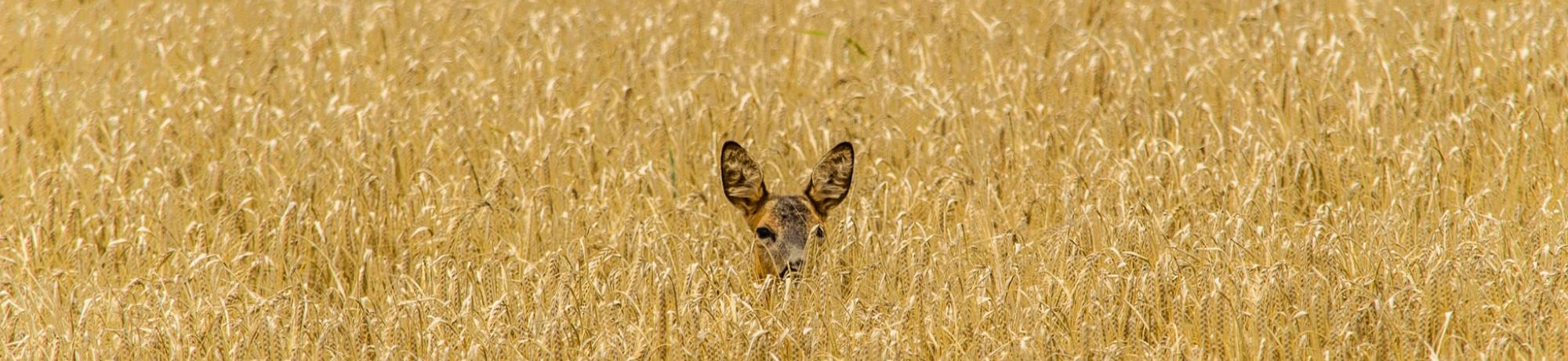 deer in wheat unsplash