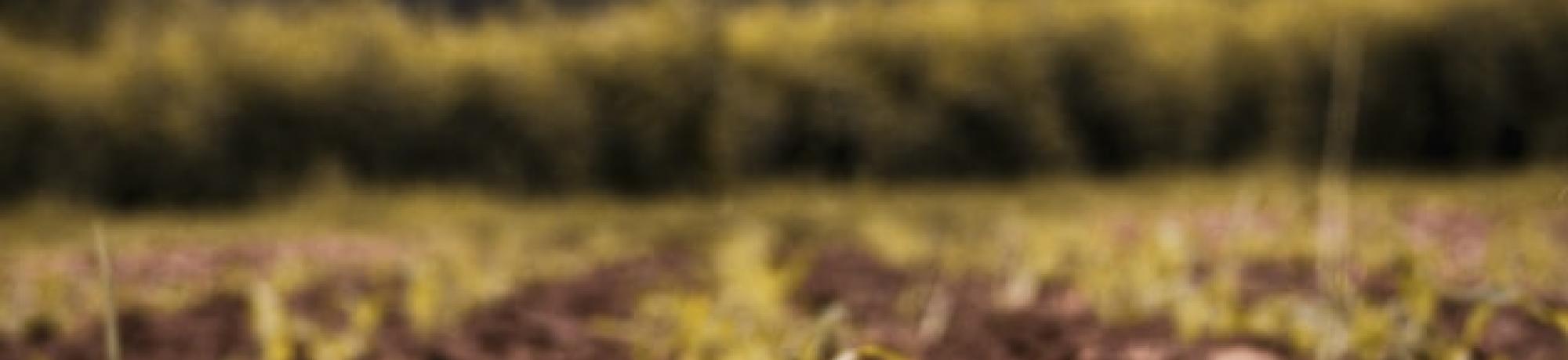 small plant in field, unsplash