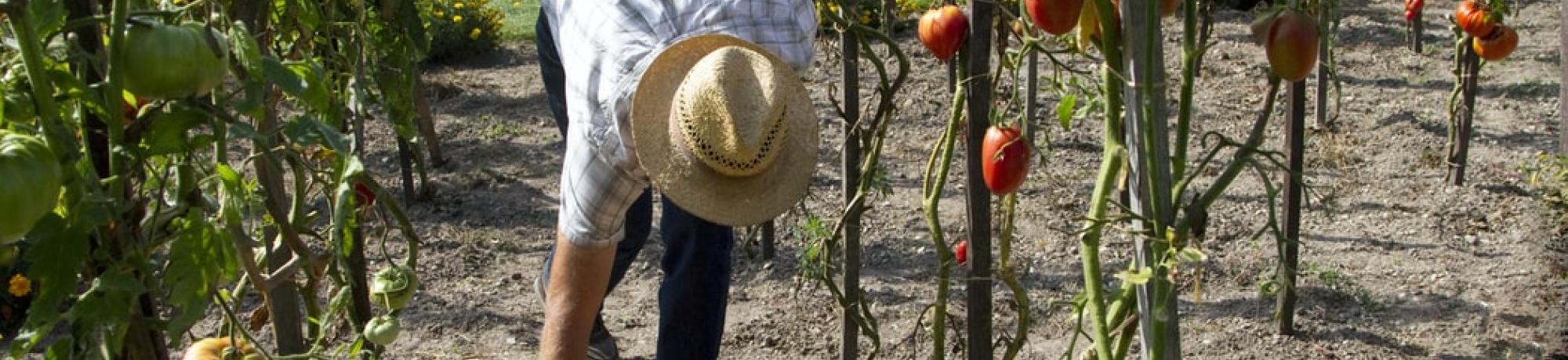 harvesting tomatoes unslpash
