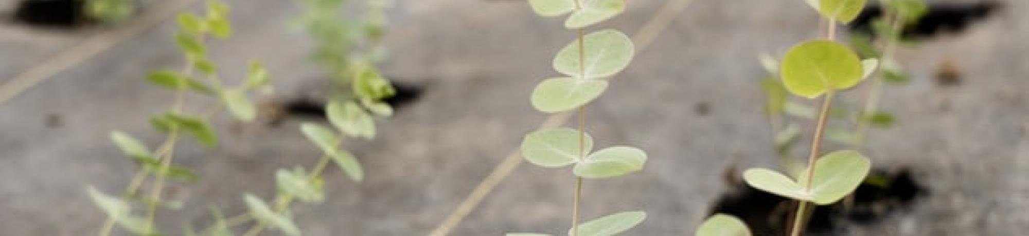 sprouting greens in field unsplash