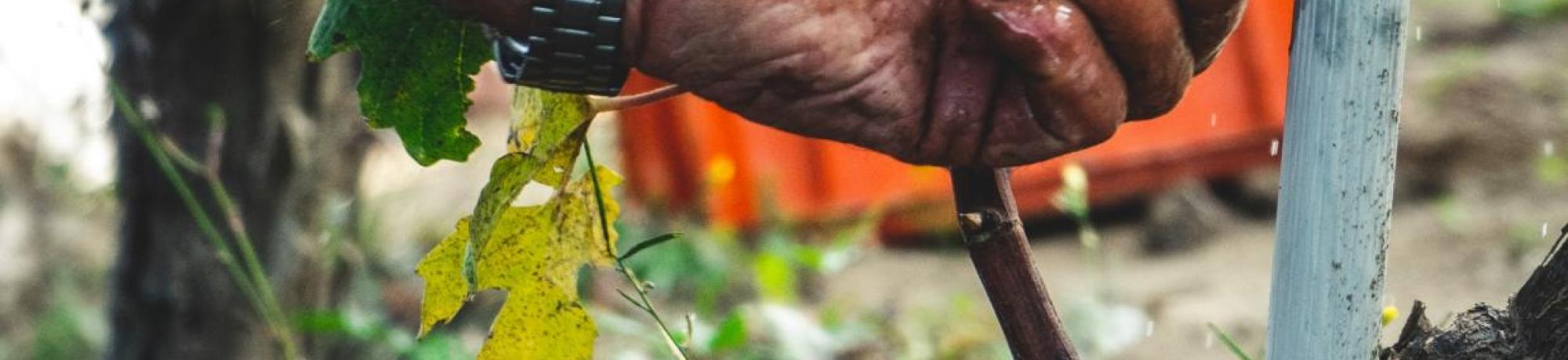 Andrea Cairone unsplash harvest grapes