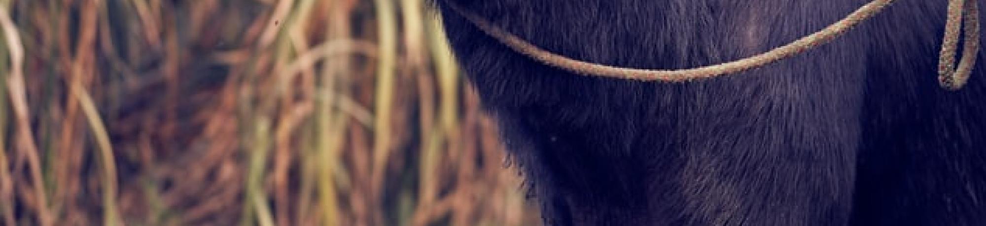 cow in field unsplash