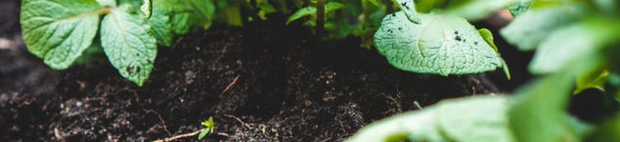 green growing things in soil unsplash
